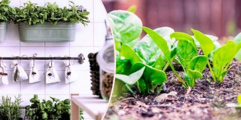 Jak a kdy zasít (závod) špenát. Výsadba špenátových semen v otevřené zemi